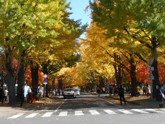 今年は紅葉何とか観れるかな！と期待。<br />北海道大学のイチョウ並木も2年ぶり。<br />さて、どんなかな。