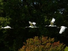 タンチョウの園内散策を見に？岡山へ・・