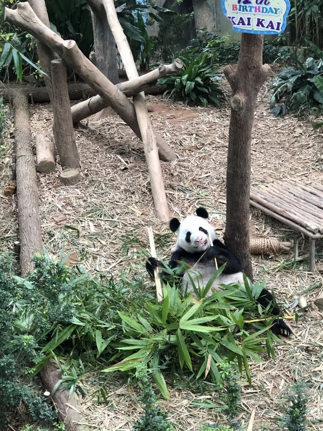 2019.9.12~17 3泊6日の2度目のシンガポール旅行の備忘録です<br />3年前の初シンガポールも一緒だったMちゃんとのおば旅です<br /><br />2日目の観光初日はチャイナタウン、ガーデンバイザベイ、スペクトラなどを観光し、チキンライス、ラクサ、スノーアイスのシンガポールグルメを味わいました<br />3日目の観光予定はアラブストリート、シンガポール動物園です