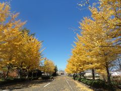 家の近くのイチョウが綺麗なので・散歩しながら眺めて来ました♪