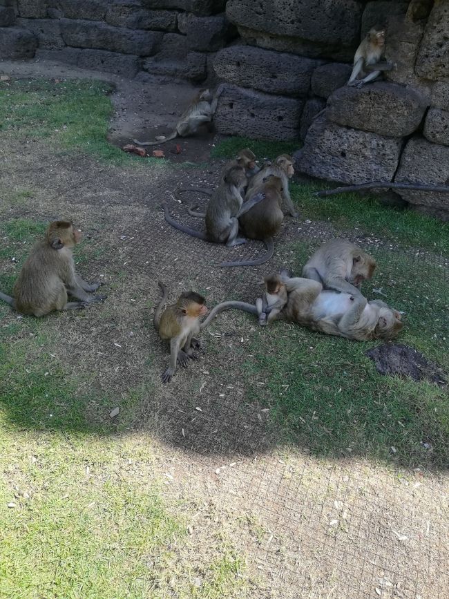 バンコクより日帰りで猿の街ロッブリーと天気が良かったのでサイクリングがてらにアユタヤにもちょこっと行って来ました。