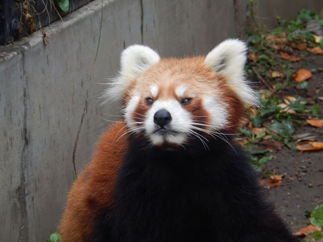 10月19日、層雲峡より旭川に出て、午前10時50分に旭山動物園に到着しました。　生憎、小雨が降る中で約1時間半動物園で過ごしました。　旭山動物園は生き生きとした動物の生態を見せる(行動展示)ことになっているので期待をしてみて回りました。<br />カバやアザラシ、ペンギン、レッサーパンダにはかなりの人だかりでした。　カバについては今までの先入観を覆すような水中での行動が印象的でした。北海道で生息している動物のコーナーは見る価値がありました。　丹頂鶴、シマフクロウ、ワシミミズク、オオワシ等。　旭山動物園には動物以外に野草園もありユニークな動物園でした。<br />旭山動物園の後、昼食を取るために旭川市の星野リゾートOMO7に行きました。<br /><br />＊写真はレッサーパンダ