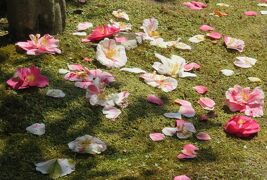 2018春、関西の花のお寺(3/16)：百毫寺(3)：本堂、関西花の寺18番、五色椿の落花