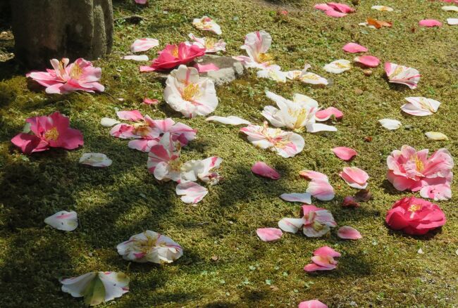 関西の花のお寺巡り、百毫寺の紹介です。
