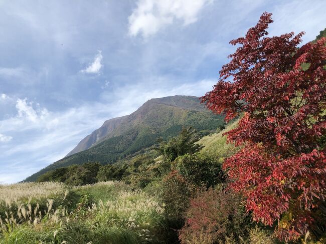 マダムのランチバイキング＆温泉＆くじゅう花公園＆池山水源ｉｎくじゅう