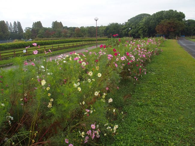 名古屋市西区にある庄内緑地公園のコスモス、バラを見てきました<br />十月桜、子福桜も咲いてました<br />秋の華まつりコスモスバラは11/4まで<br />十月桜・子福桜は10月下旬から3月中旬まで<br />なごやか牧場バラアイス(名古屋市農業センター製造)は鶴舞公園110周年のアイス、庄内緑地限定バラアイスはありませんでした、残念<br /><br />庄内緑地グリーンプラザ   P有料<br />名古屋市西区山田町大字上小田井字敷地3527<br />●開館時間9:00～16:45 （ただし室内広場は9:00～21:00）<br />●休館日毎週月曜日（祝・休日の場合はその直後の平日）、<br />毎月第3水曜日（祝日の場合は第4水曜日）、年末年始（12/29～1/3）<br />●入館料無料（ただし室内広場は有料）<br />↓ チラシPDF ↓<br />秋の華まつり～コスモス・バラ～＜表＞http://shonai-ryokuchi.jp/wp/wp-content/uploads/2019/08/890859fe36933fbce75e644c58ba04e6.pdf<br />秋の華まつり～コスモス・バラ～＜裏＞http://shonai-ryokuchi.jp/wp/wp-content/uploads/2019/08/e001f0ab5b6d939a3af8411fe91f0a09.pdf<br />コスモスは１０月上旬～下旬ごろ、バラは１０月下旬～１１月中旬ごろに見ごろを迎えます。また、期間中の土日祝日には、体験教室や運動教室、コンサートなど楽しいイベントを開催します。<br />(庄内緑地公園ＨＰより)<br /><br />秋の華まつり ～コスモス・バラ～<br />10月5日（土）～11月4日（月・休）―庄内緑地及び庄内緑地グリーンプラザ― 　10～11月にコスモスとバラが見ごろを迎える。期間中の土日祝に はワークショップや運動教室・キッチンカーの出店など楽しい催しが行 われる(観光ガイドキラッ都ナゴヤ11月号より)<br /><br />庄内緑地公園　Ｐ有料<br />庄内緑地は庄内川の小田井遊水地を利用した公園で、昭和43年12月の都市計画事業認可以来、「水と緑と太陽」をテーマに野趣あふれる総合公園として整備を進めてきました。庄内緑地は（1）高盛土地区にあるグリーンプラザ、（2）緑地部分（遊水地部分）とで構成されています。<br />グリーンプラザは、国の「第4次都市公園等整備5か年計画」の柱の1つである”グリーン・フィットネス・パーク”構想に基づき、そのモデルとして全国に先がけて事業化されたもので、昭和61年4月にオープンしました。緑豊かな環境の中で、（1）自然と触れ合いながら健康運動ができる室内広場、（2）温室、展示会・講習会を通して緑化に関するさまざまな情報を提供する緑化普及啓発施設といった機能を併せ持つユニークな複合的施設です。<br />秋の華まつり ～コスモス・バラ～<br />10月5日（土）～11月4日（月・休）―庄内緑地及び庄内緑地グリーンプラザ― 　10～11月にコスモスとバラが見ごろを迎える。期間中の土日祝に はワークショップや運動教室・キッチンカーの出店など楽しい催しが行 われる。　<br />( 名古屋市内の公園・庭園ガイドＨＰより)