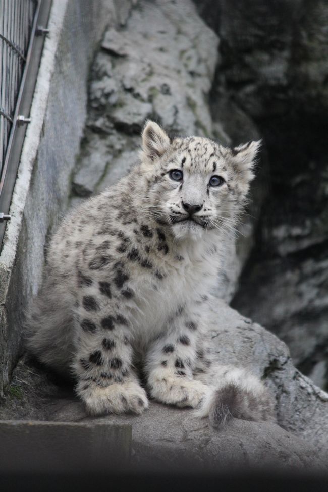 ユキヒョウの子どもが展示練習中で午前中だけ公開されていると知り、家族で見に行ってきました<br /><br />やっぱり動物の子どもは可愛いです!