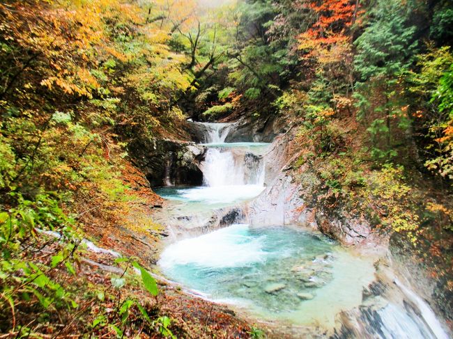 10月29日(火)この日の天気予報は雨。<br />もう何十年も前のこと、紅葉の季節に西沢渓谷を訪れ、<br />色鮮やかな山の景色にえらく感動したことを、毎年この季節になると思い出し、いつかまた行きたいなって。<br />その若かりしころ一緒に行った友人と二人で、西沢渓谷へ行ってきました。<br /><br />一日中雨は容赦なく降り続け、景色は少々ボヤケ気味。<br />おしゃべりを楽しみながら、マイペースで歩き、<br />誰にも邪魔されることなく景色を眺めることできました。<br />天気が良ければ景色はもっと輝いて見えたはず。<br />でも、雨には雨の良さがあります。<br />遠くの山々の谷間から湧き出る霧、雲が流れる様子、勢いよく流れ落ちる滝。<br />前も後ろも誰もいない自分たちだけの世界。<br />フカフカの枯葉が積もるハイキングコースや、水量が増し鎖に捕まりながら川に入り、そしてよじ登らなくてはいけないスリル満点の場所もありました。<br />今回の西沢渓谷は景色だけでなく、無事に駐車場に戻った時の達成感も含め、きっと忘れることはない旅になったと思います（＾ν＾）<br /><br /><br /><br /><br /><br />