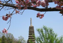 2018春、関西の花のお寺(9/16)：般若寺(4)：本堂、鐘楼、山吹、白山吹、三十三観音像