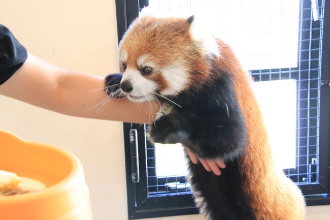 秋のアドベンチャーワールドでぴかぴかな動物たちに会いたい 3 レッサーパンダ特集 麦くんフルバージョン 后ちゃんたっぷり シンシンくん逃す 南紀白浜 和歌山県 の旅行記 ブログ By まみさん フォートラベル 秋のアドベンチャーワールドでぴかぴかな動物たちに会いたい 3 レッサーパンダ特集 麦くんフルバージョン 后ちゃんたっぷり シンシンくん逃す 南紀白浜 和歌山県 の旅行記 ブログ By まみさん フォートラベル