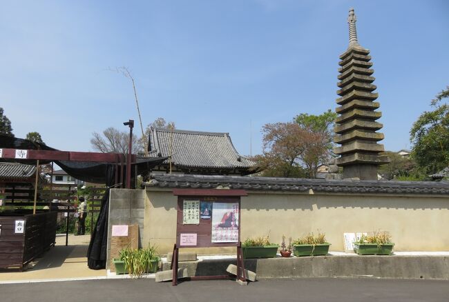 2018春、関西の花のお寺(11/16)：般若寺(6完)：山吹：岩船寺(1)：十三重石塔、三重塔