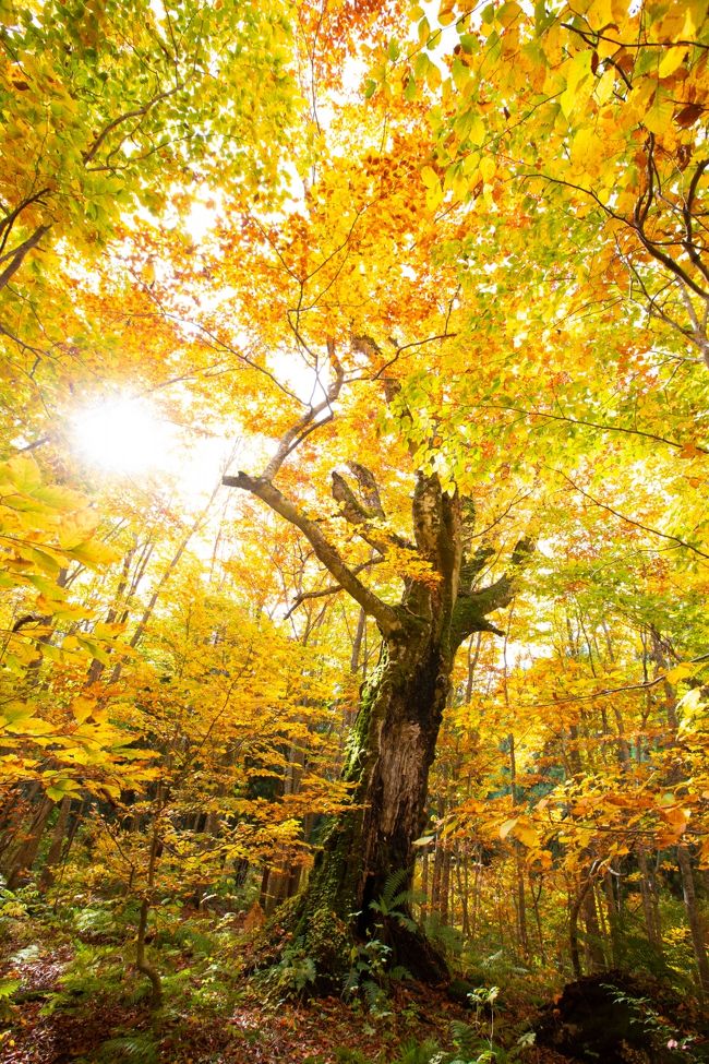 蔦沼の紅葉を撮りたい！<br />ふと思い立って蔦温泉旅館の予約を試みるも当然満室。来年にするか･･･、と諦めた数日後、なんと1室奇跡的に空きが！<br />すぐさま予約を入れ蔦沼行きが決定。<br />せっかくだから奥入瀬渓流もあわせて行こう！<br />しかし青森空港便には空きがない。えーい、それじゃ秋田空港inだ！ついでに白神山地も行ってやる！<br /><br />といった具合で3泊4日の秋田・青森旅行に行ってきました。<br />白神山地、十和田湖・奥入瀬渓流、蔦沼を巡る紅葉撮影旅行です。<br /><br />旅のお供はOM-D EM-5 markⅡ+M.Z.D ED 12-100mm F4.0 IS PROと、EOS5DmarkⅢ+EF16-35mm F2.8L Ⅱ USMとEF24-70mm F2.8L Ⅱ USMです。