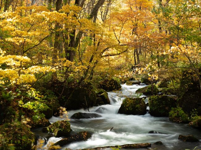 蔦沼の紅葉を撮りたい!<br />ふと思い立って蔦温泉旅館の予約を試みるも当然満室。来年にするか・・・、と諦めた数日後、なんと1室奇跡的に空きが!<br />すぐさま予約を入れ蔦沼行きが決定。<br />せっかくだから奥入瀬渓流もあわせて行こう!<br />しかし青森空港便には空きがない。えーい、それじゃ秋田空港inだ!ついでに白神山地も行ってやる!<br /><br />といった具合で3泊4日の秋田・青森旅行に行ってきました。<br />白神山地、十和田湖・奥入瀬渓流、蔦沼を巡る紅葉撮影旅行です。<br /><br />旅のお供はOM-D EM-5 markⅡ+M.Z.D ED 12-100mm F4.0 IS PROと、EOS5DmarkⅢ+EF16-35mm F2.8L Ⅱ USMとEF24-70mm F2.8L Ⅱ USMです。