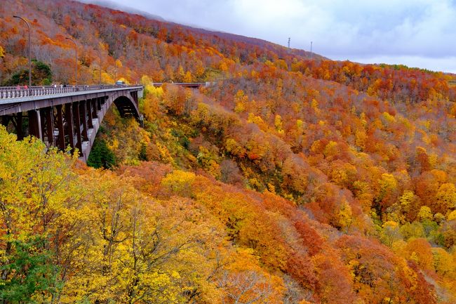 紅葉真っ盛りの青森に、週末1泊2日の弾丸で行ってきました!<br />紅葉スポットの絶景に感激し、宿泊先の蔦温泉では千年の秘湯を堪能。<br />7歳と5歳の男子2人連れです。<br /><br />毎年自分の誕生日近辺の10月下旬に旅行に行くことが多いのですが、今年は長男が小学生になり、平日に有給使って・・という旅行がしにくくなってしまったのが悩み。本当は2泊くらいでのんびりしたかったなぁ!<br /><br />1日目:城ヶ倉大橋→蔦七沼散策→蔦温泉泊<br />2日目:蔦沼の朝焼け→奥入瀬渓流→帰京
