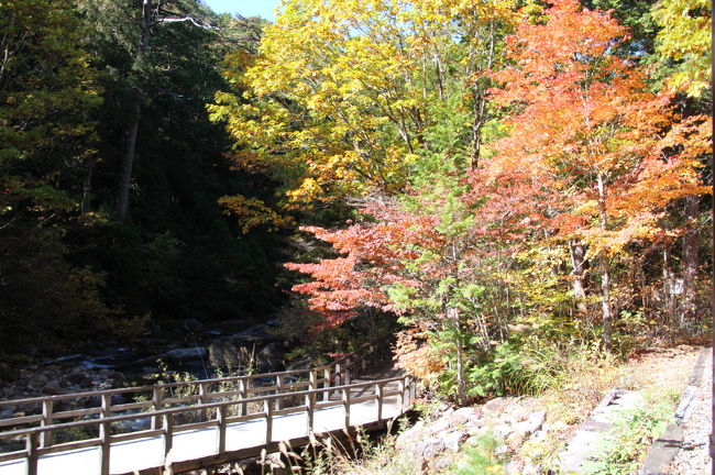 信州の紅葉を見に、日曜日から１泊２日で出かけてきました。<br />初日は、乗鞍高原の紅葉を見学し、２日目は赤沢自然休養林の紅葉を見学してきました。<br />今年は、例年より紅葉が遅れているようで、どちらもまだきれいな紅葉を見ることができました。