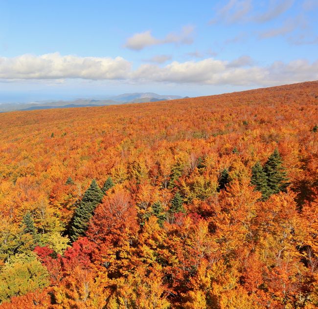 東北紅葉旅２日目、ようやく晴れて八甲田と十和田湖の紅葉を満喫しました。<br />