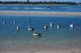 野生のカンガルーに会える・青く長い海岸線が続くゴールドコースト　①