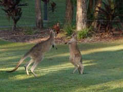 野生のカンガルーに会える・青く長い海岸線が続くゴールドコースト　②　（スプリングブルック国立公園）