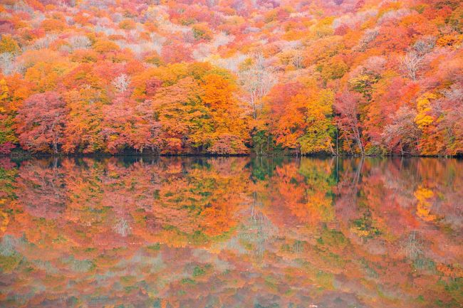 蔦沼の紅葉を撮りたい!<br />ふと思い立って蔦温泉旅館の予約を試みるも当然満室。来年にするか・・・、と諦めた数日後、なんと1室奇跡的に空きが!<br />すぐさま予約を入れ蔦沼行きが決定。<br />せっかくだから奥入瀬渓流もあわせて行こう!<br />しかし青森空港便には空きがない。えーい、それじゃ秋田空港inだ!ついでに白神山地も行ってやる!<br /><br />といった具合で3泊4日の秋田・青森旅行に行ってきました。<br />白神山地、十和田湖・奥入瀬渓流、蔦沼を巡る紅葉撮影旅行です。<br /><br />旅のお供はOM-D EM-5 markⅡ+M.Z.D ED 12-100mm F4.0 IS PROと、EOS5DmarkⅢ+EF16-35mm F2.8L Ⅱ USMとEF24-70mm F2.8L Ⅱ USMです。