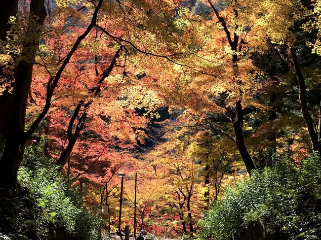 紅葉の名所で毎年、上位にランキングされる香嵐渓<br />どんな所か気になっていましたが、とても混雑するとの口コミ。<br />なので、休みを取って、平日午前中に訪れることにしました。<br />車で３０分程離れた所に、秋に桜が見れる祭りがあるとのことで、一緒に訪れます。<br /><br />午前中なるべく早くに行くために、前日の仕事後、新幹線で移動し前泊することにしました。<br />急がないので、新幹線はお得な「ぷらっとこだま」で。<br />乗ってる時間が長いし、＋１０００円なのでグリーン車にアップグレード<br />安くゆっくり、くつろぎながら名古屋へ向かいます。<br />名古屋は愛知博以来。<br />宿泊は、駅から徒歩１０分の、１か月前にオープンしたばかりのベッセルホテルカンパーナ名古屋。<br />大浴場もあったので、入ってリラックスできました<br />翌朝、ホテルで朝食を食べ、レンタカーを借りて香嵐渓へ向かいます