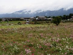 亀岡市の夢コスモス園