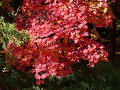 札幌の紅葉　北大・大通公園・中島公園・旭山公園・真駒内公園