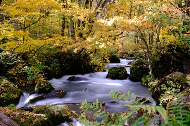 紅葉真っ盛りの青森に、週末1泊2日の弾丸で行ってきました!<br />紅葉スポットの絶景に感激し、宿泊先の蔦温泉では千年の秘湯を堪能。<br />7歳と5歳の男子2人連れです。<br /><br />毎年自分の誕生日近辺の10月下旬に旅行に行くことが多いのですが、今年は長男が小学生になり、平日に有給使って・・という旅行がしにくくなってしまったのが悩み。本当は2泊くらいでのんびりしたかったなぁ!<br /><br />1日目:城ヶ倉大橋→蔦七沼散策→蔦温泉泊<br />2日目:蔦沼の朝焼け→奥入瀬渓流→帰京