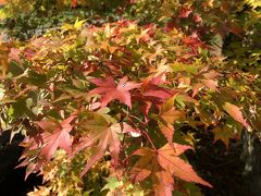 2019/11 信州 紅葉狩り 笠取峠の松並木