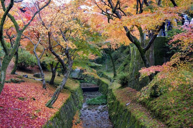 伏見稲荷神社から紅葉の名所、東福寺へ。<br />その後なんとなく鴨川が見たく、ランチがてら三条大橋付近を訪れます