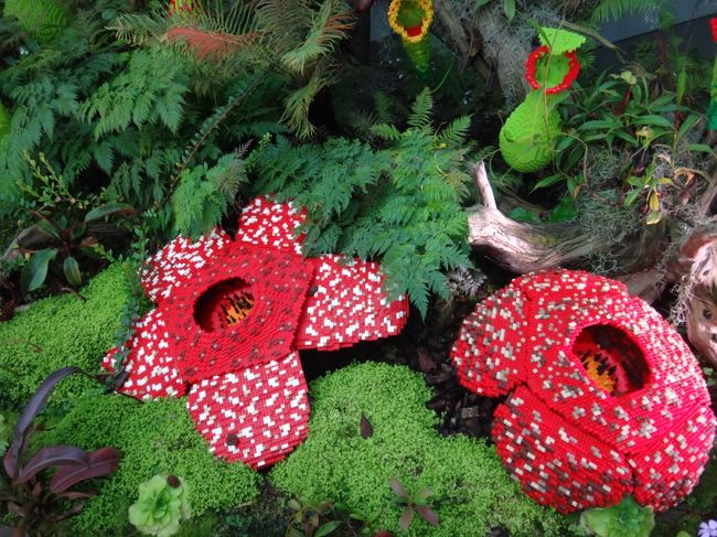 シンガポール植物園（ボタニックガーデン）でラフレシアの花が見たくって行ってきました。<br />トランジット以外のシンガポールは20年ぶり。<br />ラフレシア（Rafflesia）ラフレシア科ラフレシア属の全寄生植物で、多肉質の大形の花は直径90cm程にも達し、「世界最大の花」<br />匂いは強烈でした。