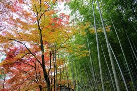 定番スポットを巡る京都・紅葉の旅　⑥　　　（嵐山・仁和寺・天龍寺）