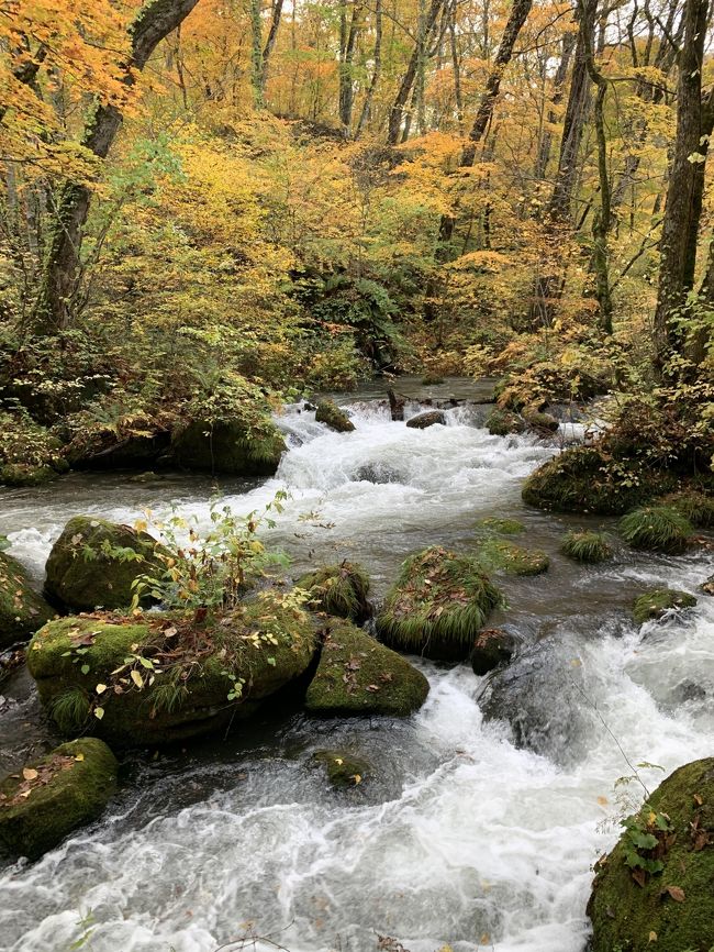 初めての青森。紅葉の時期の八甲田山、奥入瀬、十和田湖、蔦沼を見に行きました。1日目は八甲田ロープウェイと城ケ倉大橋を見て十和田湖レークビューホテル泊。2日目に奥入瀬渓流と十和田湖を散策して界津軽に宿泊。3日目は中野もみじ山を少し見て、もう一度城ケ倉大橋を通り蔦沼を散策して帰路につきました。<br />東北の紅葉は山全体が紅葉してそのスケールの大きさに圧倒され、1日違うだけでこれほど紅葉の進み具合が違うのかと感じ紅葉を満喫した3日間でした。