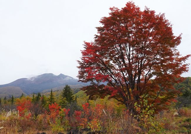 上高地の後訪れたのは乗鞍高原<br /><br />紅葉のピークを迎えていて色とりどりの世界<br /><br />大カエデも良い具合に赤くなっていました。