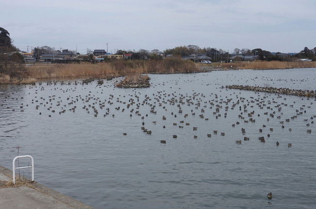 潮来市水原の北浦湖畔でバードウォッチングを楽しみました。<br /><br />表紙写真は、潮来市水原の北浦湖畔の風景です。