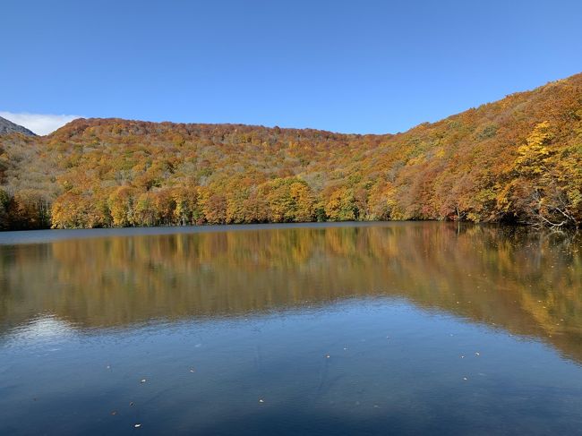 初めての青森。紅葉の時期の八甲田山、奥入瀬、十和田湖、蔦沼を見に行きました。1日目は八甲田ロープウェイと城ケ倉大橋を見て十和田湖レークビューホテル泊。2日目に奥入瀬渓流と十和田湖を散策して界津軽に宿泊。3日目は中野もみじ山を少し見て、もう一度城ケ倉大橋を通り蔦沼を散策して帰路につきました。<br />東北の紅葉は山全体が紅葉してそのスケールの大きさに圧倒され、1日違うだけでこれほど紅葉の進み具合が違うのかと感じ紅葉を満喫した3日間でした。
