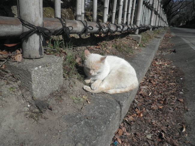 下書きのまま、眠っていました…表紙の猫ちゃんと奇しくも一緒、<br />ほぼ一年経過で恐縮です。<br /><br />またまた食い倒れ、IN名古屋編。<br />しかし、表紙は猫ちゃんです。<br />この子は人懐っこい様で全く逃げずに遊んでくれました。名古屋も美味しいものや見所がいっぱいありますね。<br />因みに名古屋城周辺は地域猫なのか、沢山の猫ちゃんが大事にされている様でした。<br />