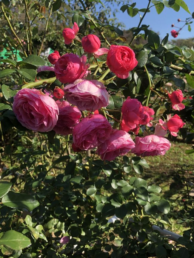 11月の祝日、夫婦で神代植物公園の薔薇フェスタに行って来ました。<br />行き方はいろいろあると思いますが、我が家は吉祥寺駅からバスで。<br />吉祥寺駅発調布駅北口行きに乗りました。<br />本数は少ないが、深大寺行きでもOK。<br />ここで注意。<br />小田急バスと京王バス、どちらでもいいのですが、バスの前の行き先に調布駅北口と書いてあっても、側面の経由地に記載がないと通りません。通るバスも通らないバスも系統がいくつかあるのです。吉〇〇の番号をあらかじめ調べたのですが、たくさんありすぎて、全部覚えきれませんでした（恥！）。<br />私たちは最初のバスに乗り込み、あわやスイカをタッチする寸前で運転手さんに行かないと言われてすごすごと降りました。<br /><br />私「調布駅北口行きって言ったじゃん！」<br />夫「調べが甘かった、行かないバスがあるとは…」<br /><br />数分後に来た2台目はバスの側面の経由地にちゃんと神代植物公園と記載がありましたので、そのまま乗りました。<br /><br />降りるときもちょっと迷いました。神代植物公園前というバス停は系統によって４つもあって、私たちの乗ったバスは公園のちょっと手前で停まりました。<br />あれ？ここだっけかな？もう一つ先かな、と思いましたが、せっかちの夫が降りたので続いて降りました。これでよかったようです。<br />神代植物公園付近に停まるバス停はここしかありませんでした。<br /><br />帰りは別のバス停（公園からいちばん近くてわかりやすいところ）から吉祥寺駅と三鷹駅行きのバスが出ています。本当は、通りを渡ったバス停の方が早く着くのですが、面倒だったので公園の真ん前のバス停で待ちました。<br /><br />私たちの乗ったバスは、「深大寺入口」と「深大寺」をぐるっと回って行きとは途中まで別ルートで吉祥寺駅に戻りました。<br /><br />余談ですが、深大寺に行きたい場合は「深大寺」で降りると目の前です。その前のバス停「深大寺入口」で降りていた方もけっこういましたが、「入口」からだとそれなりに歩きます。バスのアナウンスはとくにないので注意が必要かも。