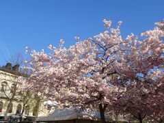 桜満開のストックホルム