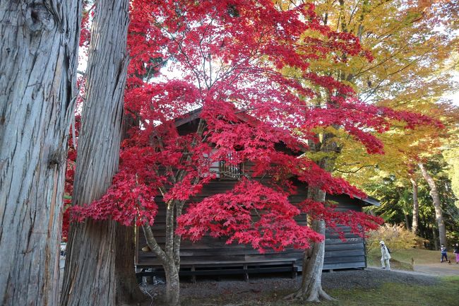 11月の最初の三連休に函館に2泊3日のショートトリップ。<br />美しい紅葉と、現地のグルメをお友達と楽しみました！<br />