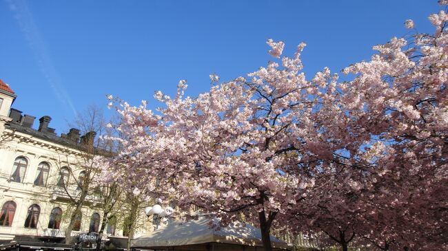 4月30日に行われるスウェーデンの祭り「ヴァルボリ Valborg」<br />この日は毎年大荒れの天候になるそう。<br />がっしかし！300年ぶり？って？誰が見た？の晴天だとか<br />美しい街並みと桜のコントラストが素晴らしかった！