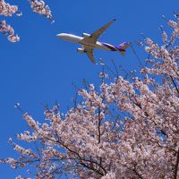 SAKURAとひこうきを見に 成田空港へ