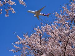 SAKURAとひこうきを見に 成田空港へ