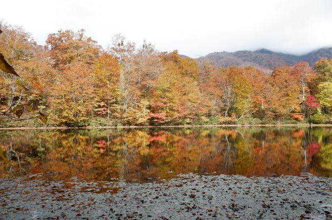毎年恒例、紅葉を求めて週末プチ一人旅。福井の秘境「刈込池」と「鳩ヶ湯温泉」に行ってきました。 <br /><br /> どれくらい秘境かというと、福井から列車で一時間で越前大野駅、そこから一日二本(しかも冬期運休)のバスで40分で鳩ヶ湯温泉。ちなみに鳩ヶ湯温泉に着く直前、県道の一本道ですが10kmくらい携帯が圏外です。そこから二時間ほど県道を歩いて小池公園キャンプ場、そこからハイキングコースを一時間ほどでようやくたどり着きます。福井から公共交通で片道約五時間です。