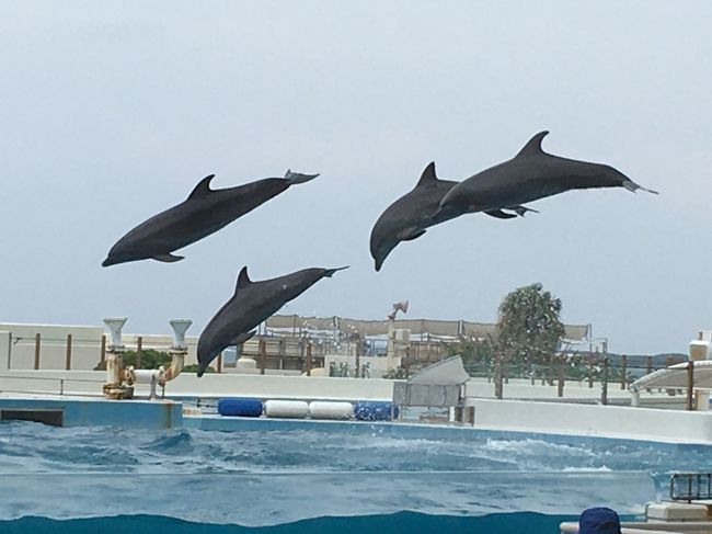 毎年恒例 秋の沖縄旅行 その② 那覇滞在で定番観光地巡り(美ら海水族館、琉球村、万座毛などなど)