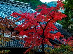 由布院の紅葉　2019