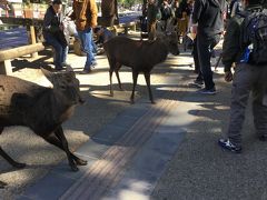 奈良国立博物館  正倉院展と奈良公園の鹿ちゃんたち