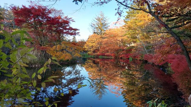 紅葉の時期に軽井沢に行ったことがなかったので行ってみました♪<br />宿泊プランはホテル公式の「おとな女子旅プラン」をチョイス。<br />夕朝食つき・35平米ハイデラックスツインのお部屋利用・レンタサイクル付き・旧軽のお店でのスイーツ券付き等々、お得なプランでした。<br /><br /><br />【旅の概要】<br /><br />　・行き　北陸新幹線あさま609号グリーン車　<br />　　　　　11:04東京駅発　12:17軽井沢駅着<br /><br />　・旧軽井沢「ホテル音羽ノ森」に1泊「おとな女子旅プラン」<br /><br />　・帰り　北陸新幹線あさま632号普通指定席　<br />　　　　　21:47軽井沢駅発　23:00東京駅着