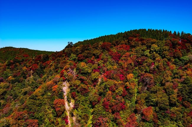 　大分随一の紅葉の名所、九酔渓です。<br />　朝の冷え込みが一段と厳しくなり、天気も最高です。<br />　まだ早いと思ったけど、九酔渓へ紅葉狩りへ出かけました。<br />　秋の好天で大吊橋は観光客でごった返していましたが、紅葉の見ごろは一週間後のようでした。