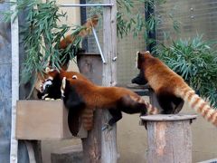 旭山動物園 似てる！！似てる！！ もともと貧弱だった僕の個体識別能力が完全崩壊した今回の旭山（苦笑）