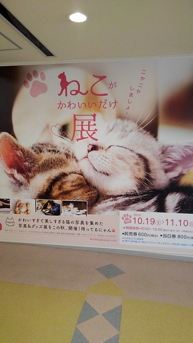 全国7都道府県で開催されてきた『ねこがかわいいだけ展』の最終会場である静岡松坂屋に行って来ました。ランチは松坂屋近くの静岡パルコでいただきました。その後は静岡街中温泉『おふろcafe bijinyu』でリラックスして秋の1日を楽しみました。